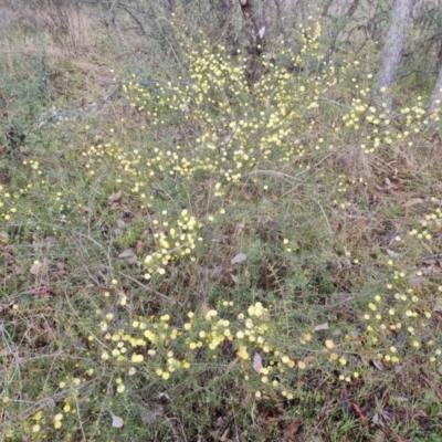 Acacia ulicifolia (Prickly Moses) at Isaacs Ridge and Nearby - 30 Aug 2023 by Mike