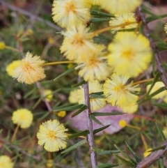 Acacia ulicifolia at Jerrabomberra, ACT - 30 Aug 2023