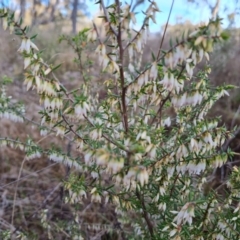 Styphelia fletcheri subsp. brevisepala (Twin Flower Beard-Heath) at Isaacs Ridge - 30 Aug 2023 by Mike