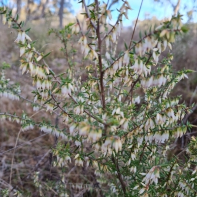 Leucopogon fletcheri subsp. brevisepalus (Twin Flower Beard-Heath) at Jerrabomberra, ACT - 30 Aug 2023 by Mike