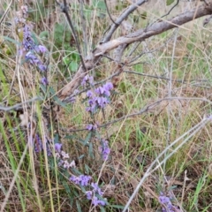 Hovea heterophylla (Common Hovea) at Isaacs Ridge - 30 Aug 2023 by Mike