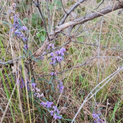 Hovea heterophylla (Common Hovea) at Isaacs Ridge and Nearby - 30 Aug 2023 by Mike