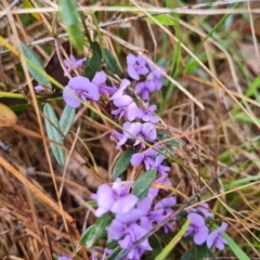 Hovea heterophylla at Jerrabomberra, ACT - 30 Aug 2023