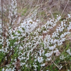 Cryptandra amara (Bitter Cryptandra) at Isaacs Ridge and Nearby - 30 Aug 2023 by Mike