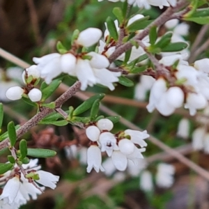 Cryptandra amara at Jerrabomberra, ACT - 30 Aug 2023 04:30 PM