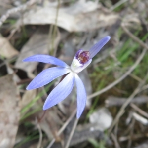 Cyanicula caerulea at Stromlo, ACT - suppressed