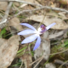 Cyanicula caerulea at Stromlo, ACT - 30 Aug 2023