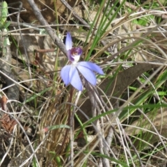 Cyanicula caerulea at Stromlo, ACT - 30 Aug 2023