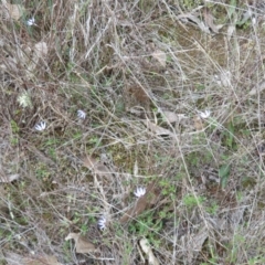 Cyanicula caerulea at Stromlo, ACT - suppressed