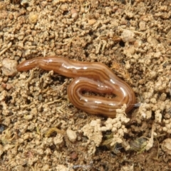 Fletchamia quinquelineata (Five-striped flatworm) at Block 402 - 30 Aug 2023 by Christine