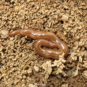 Fletchamia quinquelineata at Denman Prospect, ACT - 30 Aug 2023