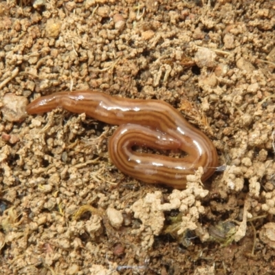 Fletchamia quinquelineata (Five-striped flatworm) at Denman Prospect, ACT - 30 Aug 2023 by Christine