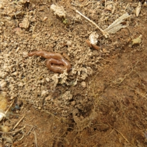 Fletchamia quinquelineata at Denman Prospect, ACT - 30 Aug 2023