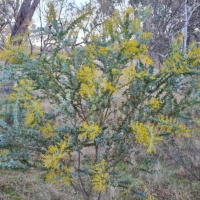 Acacia cultriformis (Knife Leaf Wattle) at Isaacs Ridge and Nearby - 30 Aug 2023 by Mike