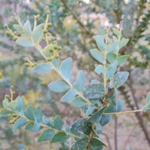 Acacia cultriformis at Jerrabomberra, ACT - 30 Aug 2023