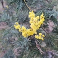 Acacia dealbata subsp. dealbata (Silver Wattle) at Jerrabomberra, ACT - 30 Aug 2023 by Mike