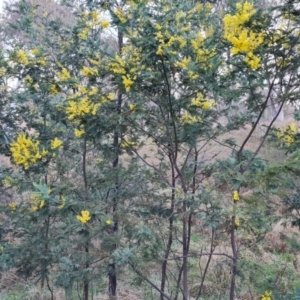 Acacia dealbata subsp. dealbata at Jerrabomberra, ACT - 30 Aug 2023
