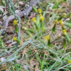 Senecio quadridentatus (Cotton Fireweed) at Isaacs Ridge - 30 Aug 2023 by Mike