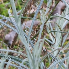 Senecio quadridentatus at Jerrabomberra, ACT - 30 Aug 2023