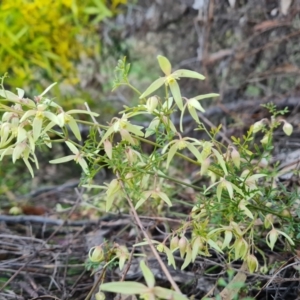 Clematis leptophylla at Jerrabomberra, ACT - 30 Aug 2023