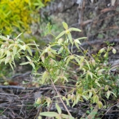 Clematis leptophylla (Small-leaf Clematis, Old Man's Beard) at Jerrabomberra, ACT - 30 Aug 2023 by Mike