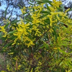 Acacia longifolia subsp. longifolia (sallow or Sydney golden wattle) at Jerrabomberra, ACT - 30 Aug 2023 by Mike