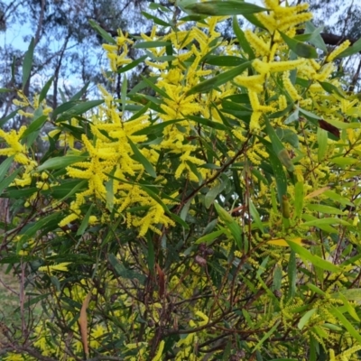 Acacia longifolia subsp. longifolia (Sydney Golden Wattle) at Isaacs Ridge and Nearby - 30 Aug 2023 by Mike