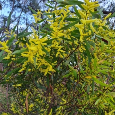 Acacia longifolia subsp. longifolia (sallow or Sydney golden wattle) at Jerrabomberra, ACT - 30 Aug 2023 by Mike