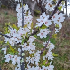 Prunus sp. (A Plum) at Isaacs Ridge and Nearby - 30 Aug 2023 by Mike