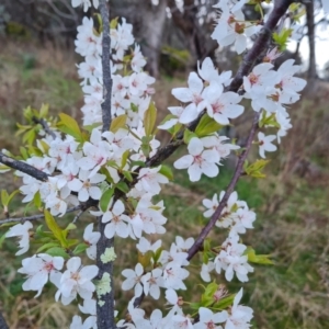 Prunus sp. at Jerrabomberra, ACT - 30 Aug 2023