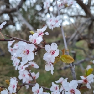 Prunus cerasifera at Jerrabomberra, ACT - 30 Aug 2023 05:05 PM