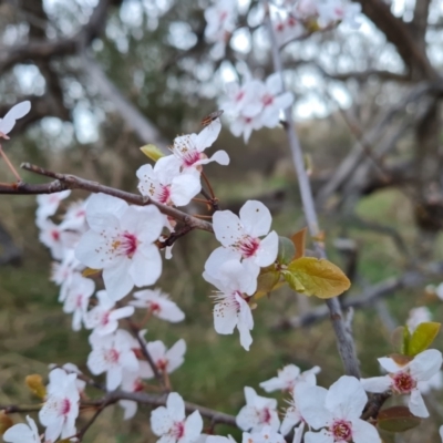 Prunus cerasifera (Cherry Plum) at Isaacs Ridge and Nearby - 30 Aug 2023 by Mike