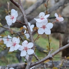 Prunus cerasifera at Jerrabomberra, ACT - 30 Aug 2023 05:05 PM