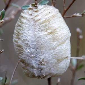 Mantidae - egg case (family) at Rendezvous Creek, ACT - 29 Aug 2023