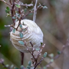 Mantidae - egg case (family) at Rendezvous Creek, ACT - 29 Aug 2023