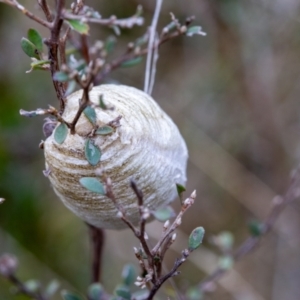 Mantidae - egg case (family) at Rendezvous Creek, ACT - 29 Aug 2023