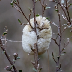 Mantidae - egg case (family) at Rendezvous Creek, ACT - 29 Aug 2023