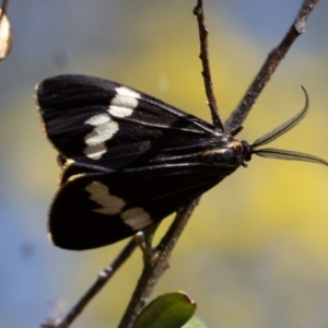 Nyctemera amicus at Rendezvous Creek, ACT - 29 Aug 2023