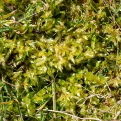 Sphagnum sp. (genus) (Sphagnum moss) at Rendezvous Creek, ACT - 29 Aug 2023 by Jek