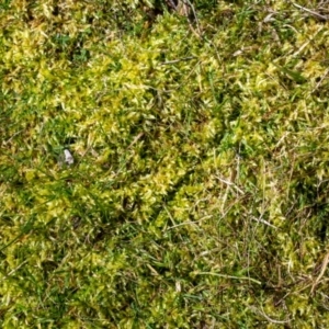 Sphagnum sp. (genus) at Rendezvous Creek, ACT - 29 Aug 2023