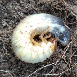 Scarabaeidae (family) at Fadden, ACT - 29 Aug 2023