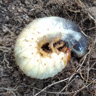 Scarabaeidae (family) (Scarab beetle, curl grub) at Fadden, ACT - 28 Aug 2023 by KumikoCallaway