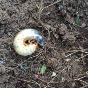 Scarabaeidae (family) at Fadden, ACT - 29 Aug 2023