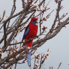 Platycercus elegans (Crimson Rosella) at Red Hill Nature Reserve - 30 Aug 2023 by RodDeb