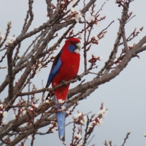 Platycercus elegans at Red Hill, ACT - 30 Aug 2023 01:23 PM