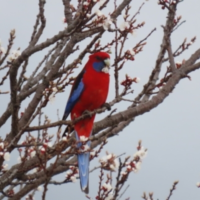 Platycercus elegans (Crimson Rosella) at Red Hill Nature Reserve - 30 Aug 2023 by RodDeb