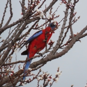 Platycercus elegans at Red Hill, ACT - 30 Aug 2023 01:23 PM