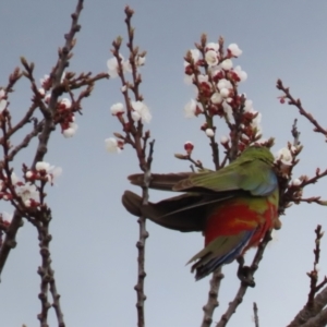 Platycercus elegans at Red Hill, ACT - 30 Aug 2023 01:23 PM