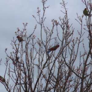 Platycercus elegans at Red Hill, ACT - 30 Aug 2023 01:23 PM