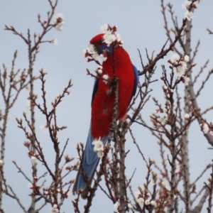 Platycercus elegans at Red Hill, ACT - 30 Aug 2023 01:23 PM